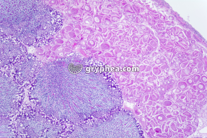 Hermaphrodisme Coquille St-Jacques x25 - gryphea.com